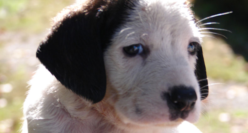 Adopt a Pet at Valley River Humane Society - Marble, NC